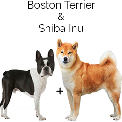 Shibos Dog